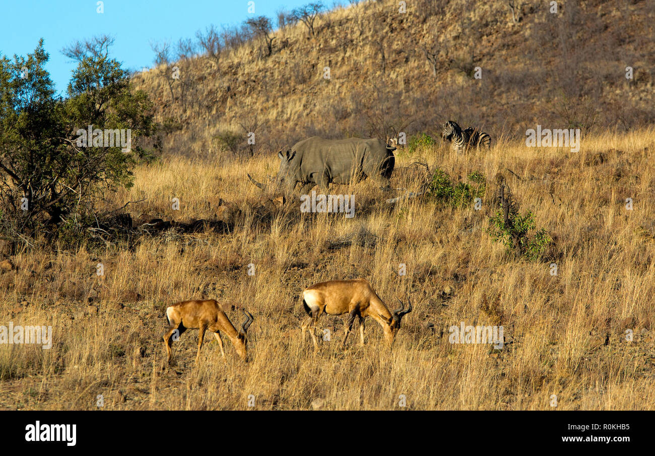 Rhino, impala, and zebra grazing Stock Photo