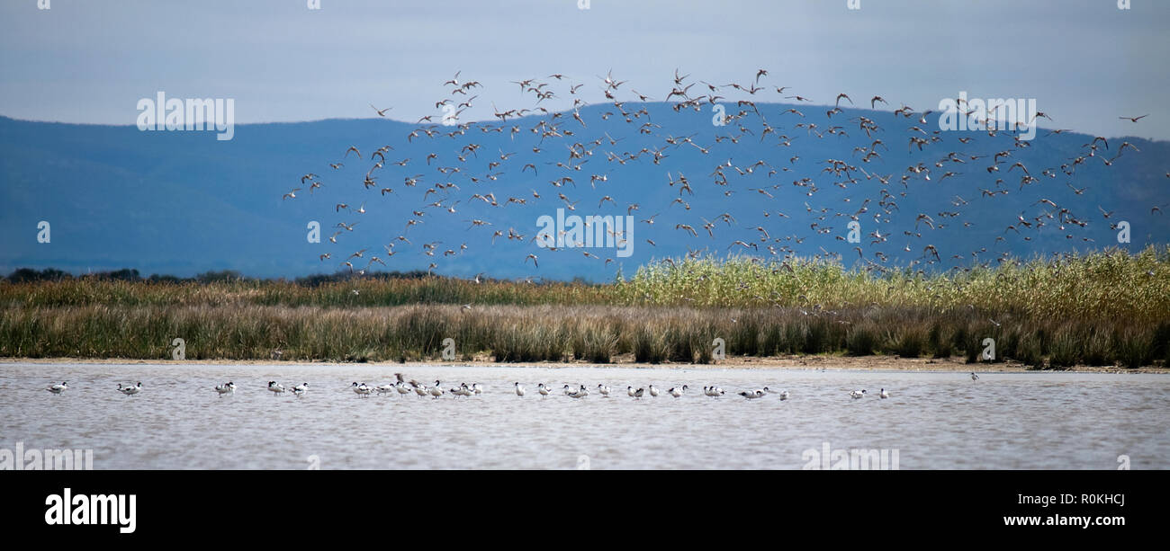 Birds of the Cape Agulhas National Park Stock Photo