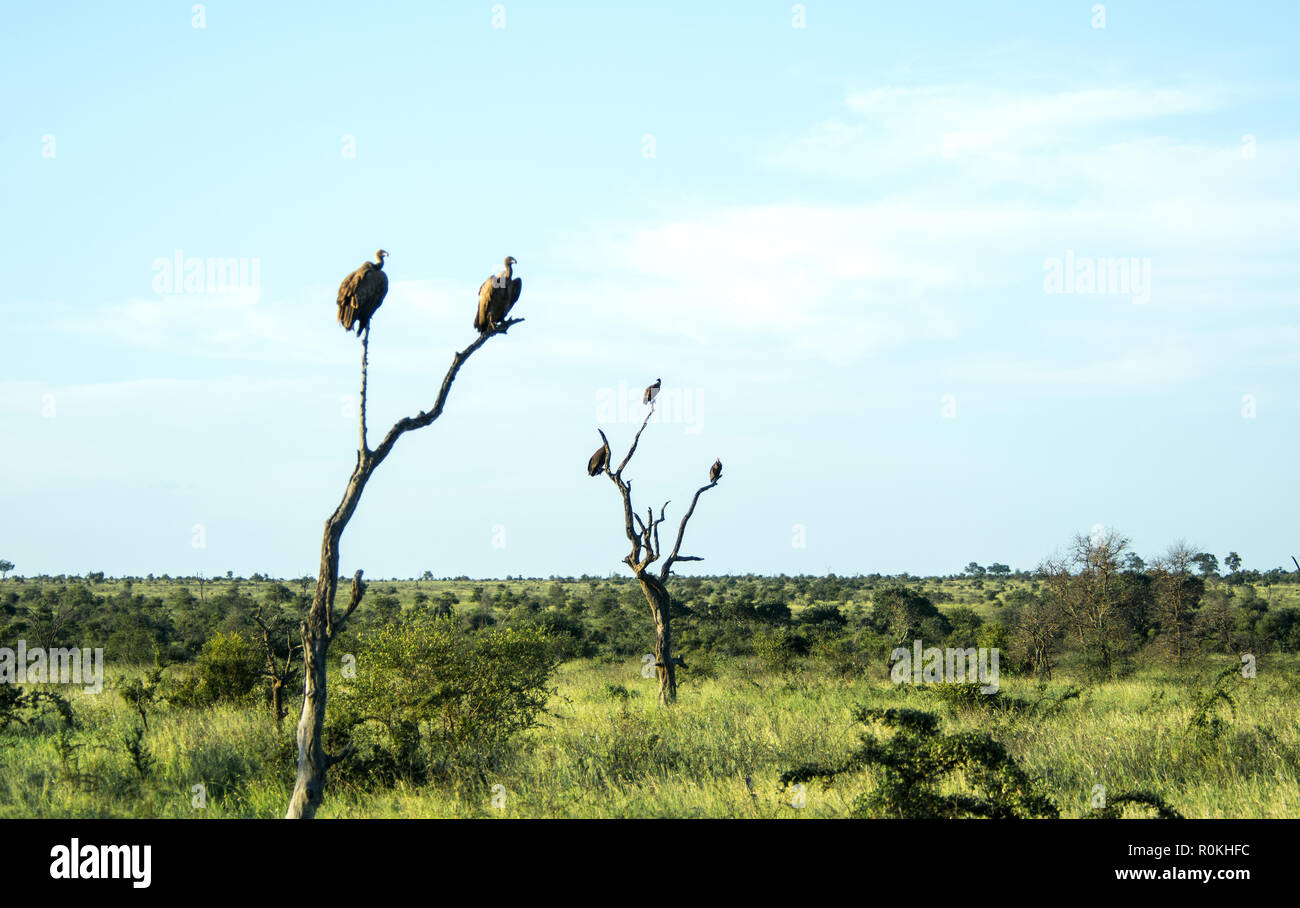 Vultures perched on dead trees in the Satara Camp, Kruger National Park Stock Photo