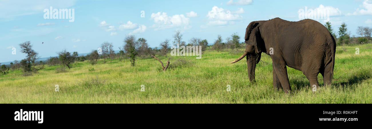 A lone elephant in the Satara Camp, Kruger National Park Stock Photo