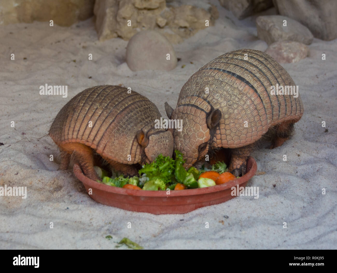 two six-banded armadillos eating vegetables from the same bowl Stock Photo