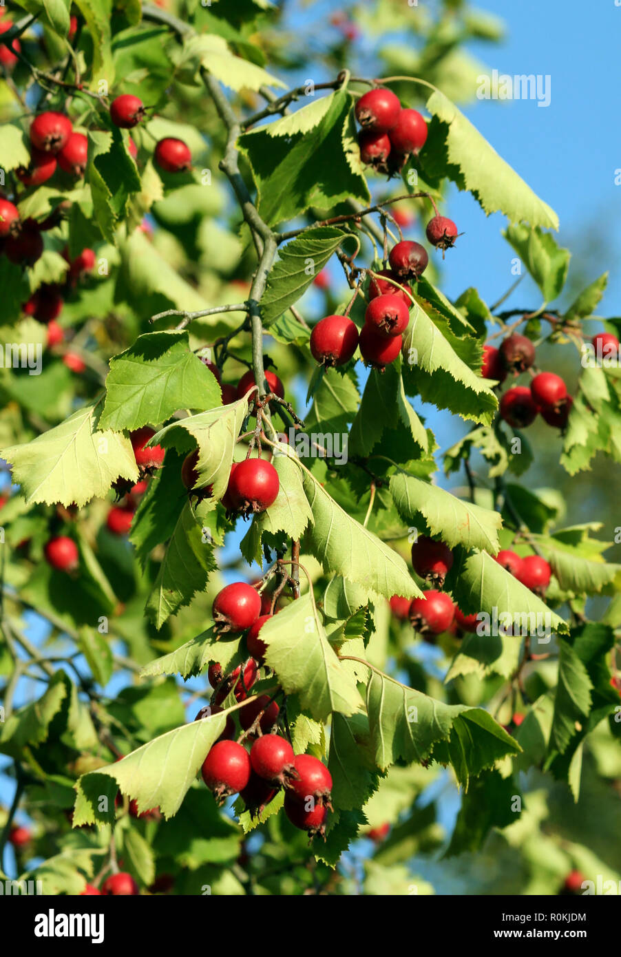 crataegus, hawthorn, haw,  big branch with green leaves and bright red berries against a blue sky, ripe fruit lit by the sun, daylight, grows natural Stock Photo
