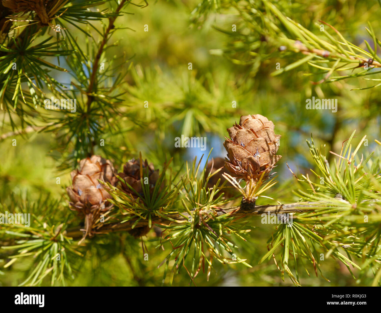 branches with cones from a larch tree Stock Photo