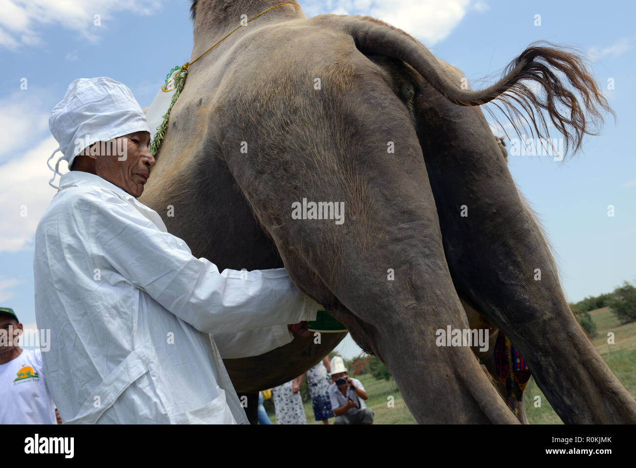 Miking of the camel to get the camel milk chal, or shubat, Astrakhan ...