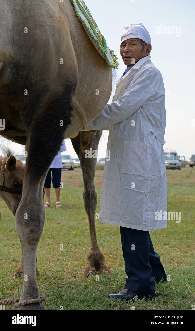 Miking of the camel to get the camel milk chal, or shubat, Astrakhan ...