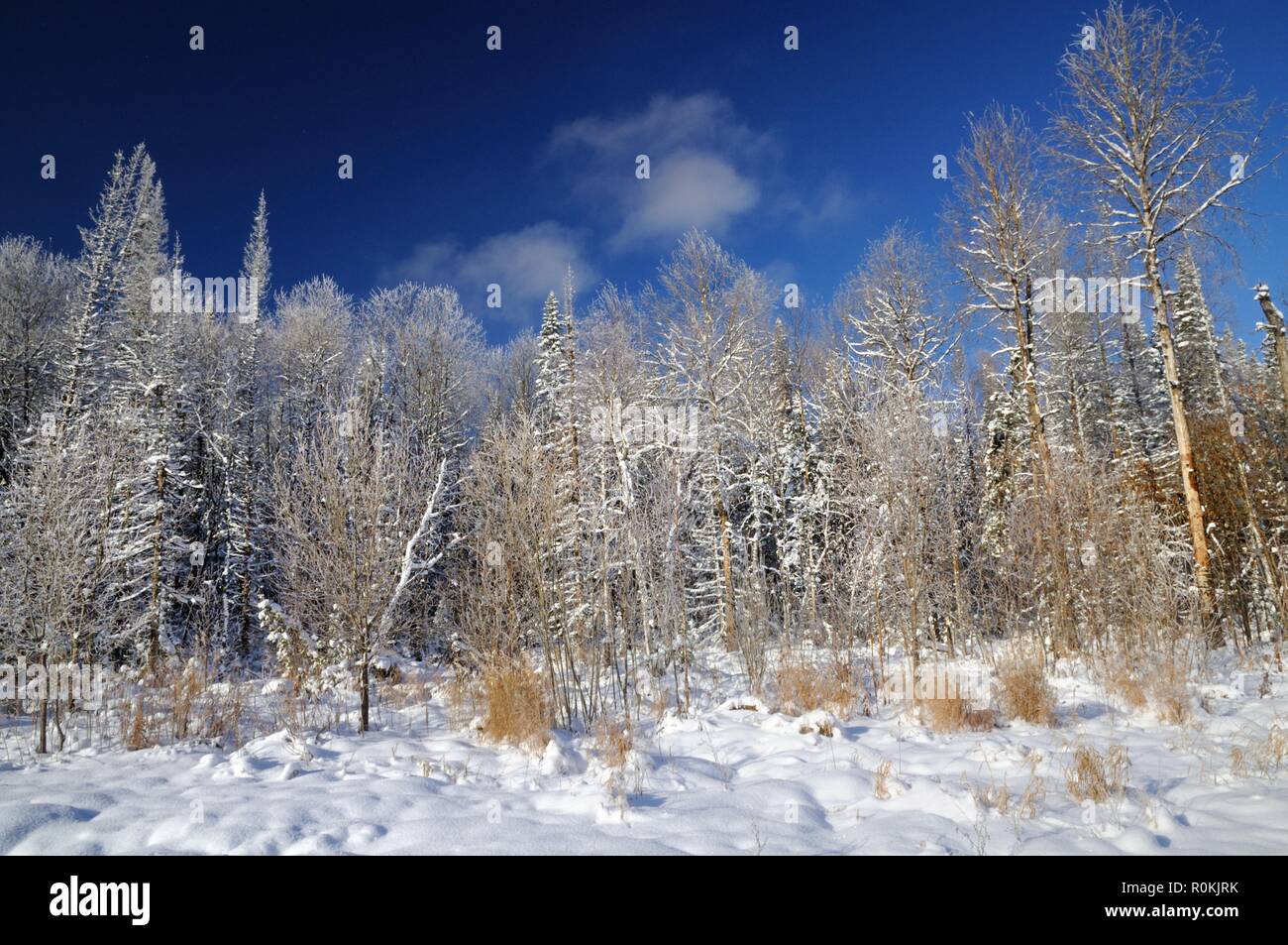 Winter landscape with snowy forest in winter under dark blue sky in Siberia, Russia Stock Photo