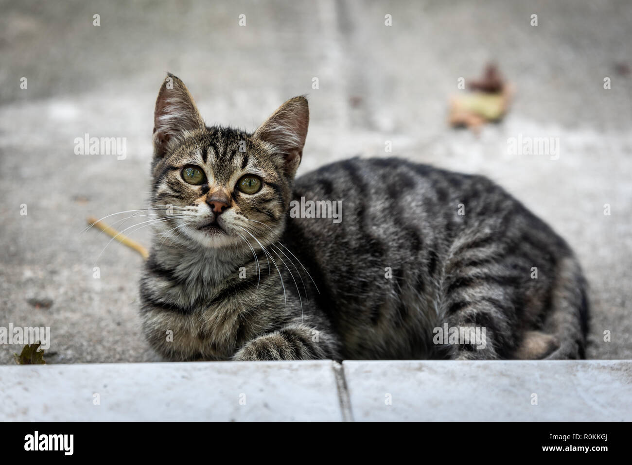 Stray Cats in Istanbul Stock Photo Alamy