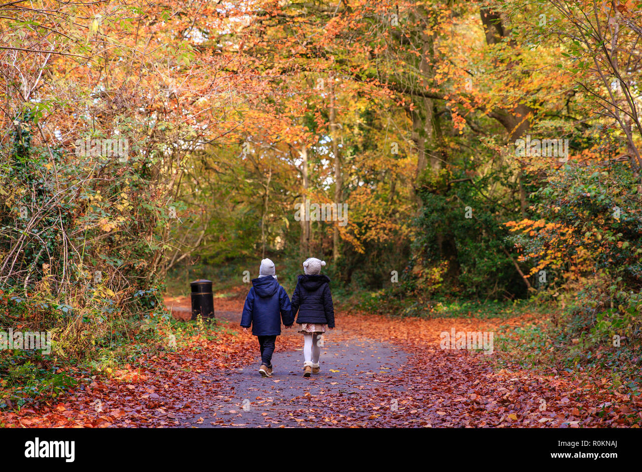 Walk through the woodlands covered in fall autumn colours around