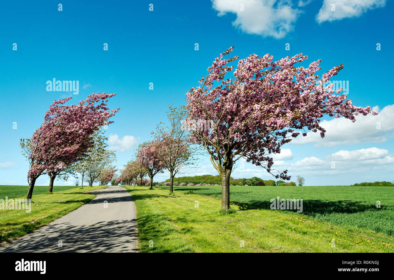 Trees in blossom hires stock photography and images Alamy