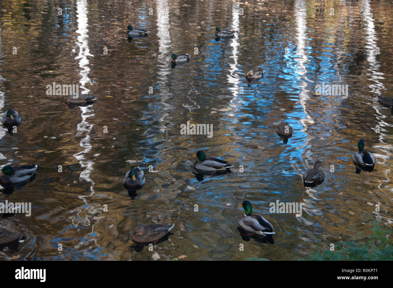 Reflection of autumn trees in a pond and ducks Stock Photo - Alamy