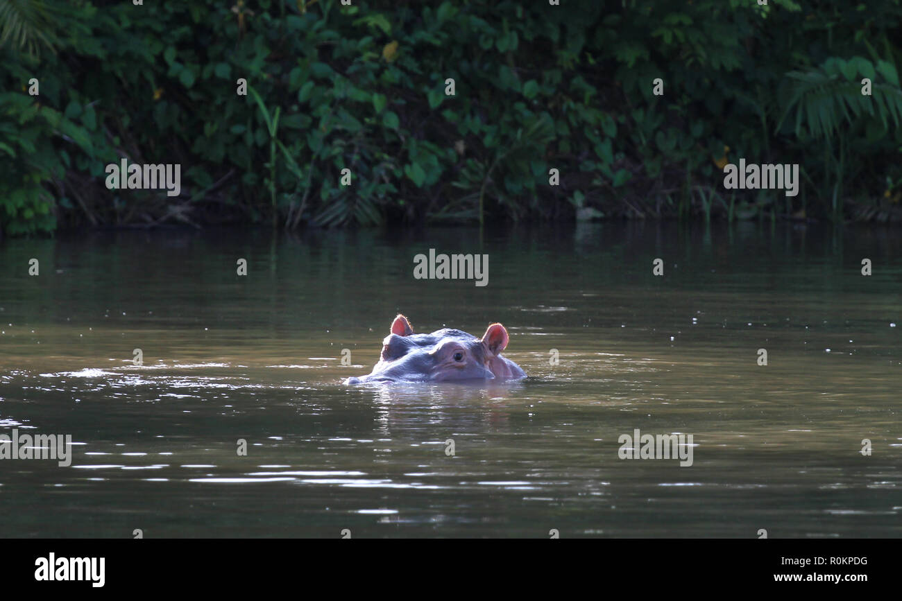 Hippo (Hippopotamus amphibius) in a pool, Gambia Stock Photo