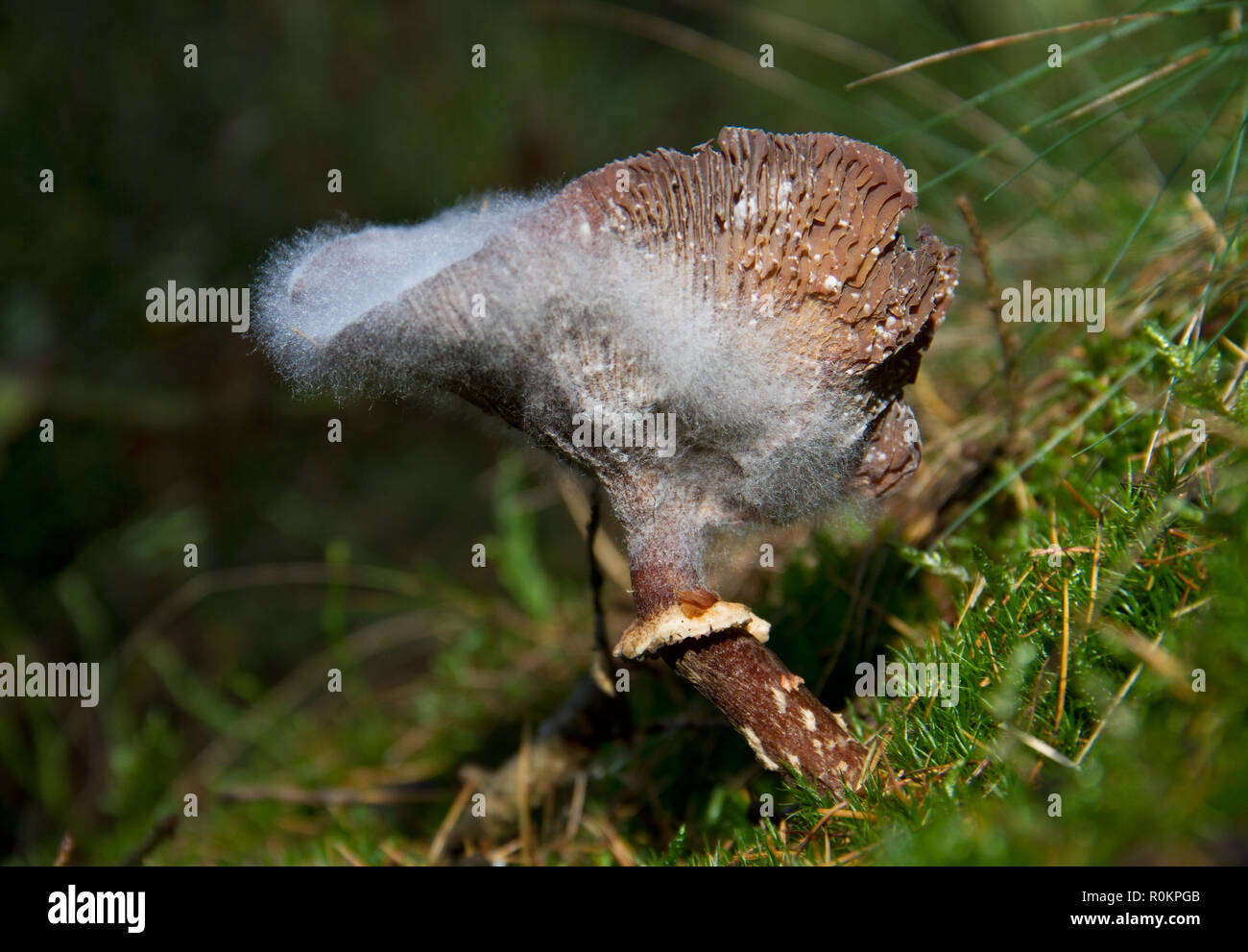 Circle of life: rotting Freckled Dapperling,Lepiota aspera, cap of the mushroom covered with white fungus Stock Photo
