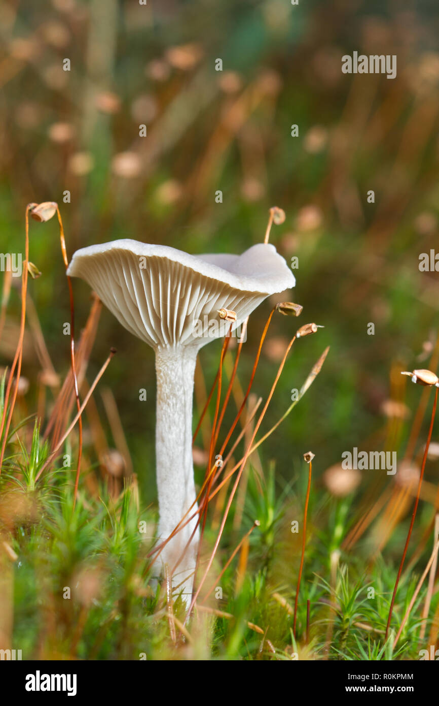 Small white mushroom, probably a Clitocybe species, between seed heads of Hair moss Stock Photo