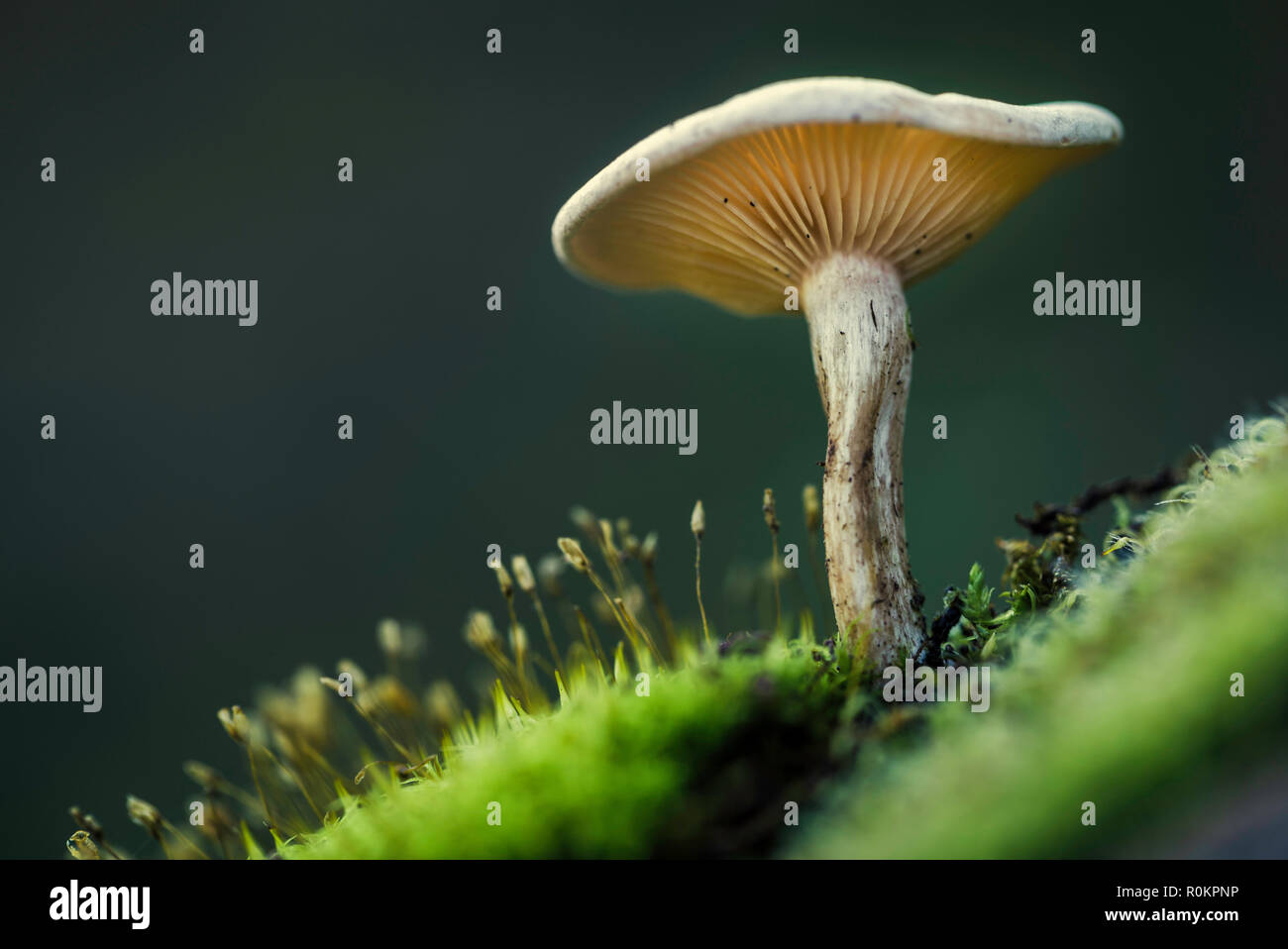 Small mushroom seen from below among the green moss Stock Photo