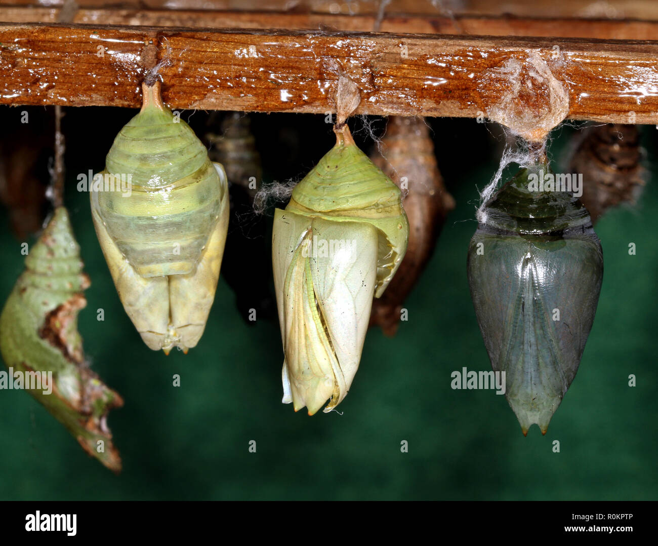 Chrysalis butterfly hires stock photography and images Alamy