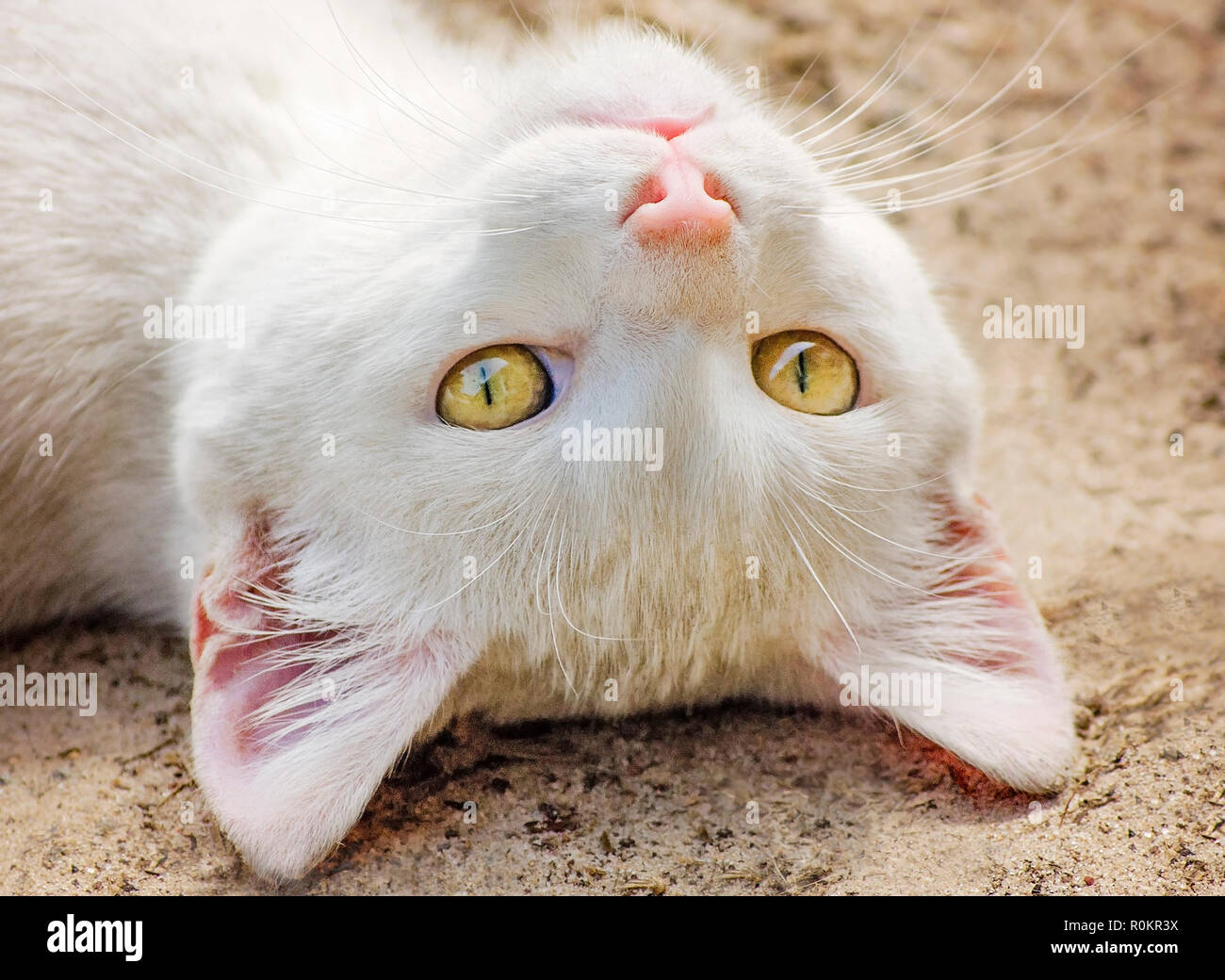 Henry, a one-year-old domestic short-haired cat, rolls over in the dirt, March 6, 2017, in Coden, Alabama. Stock Photo