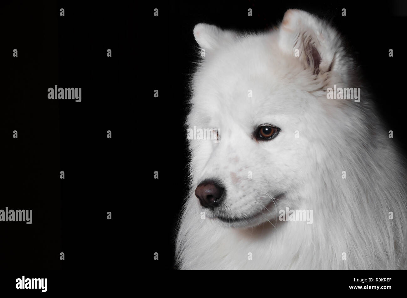 Closeup Portrait Of Purebred White Fluffy Samoyed Dog Sitting Isolated Black Background Stock Photo Alamy