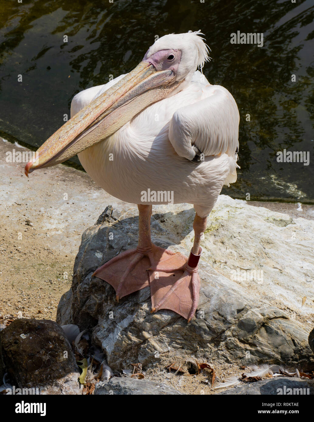 Disappointed BREXIT voter. Comedy wildlife. Pelican standing on rock looking like a grumpy old man. Anthropomorphism. Stock Photo