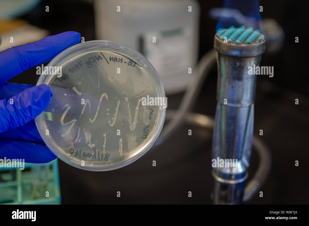 E coli bacterial culture on culture plate Stock Photo Alamy