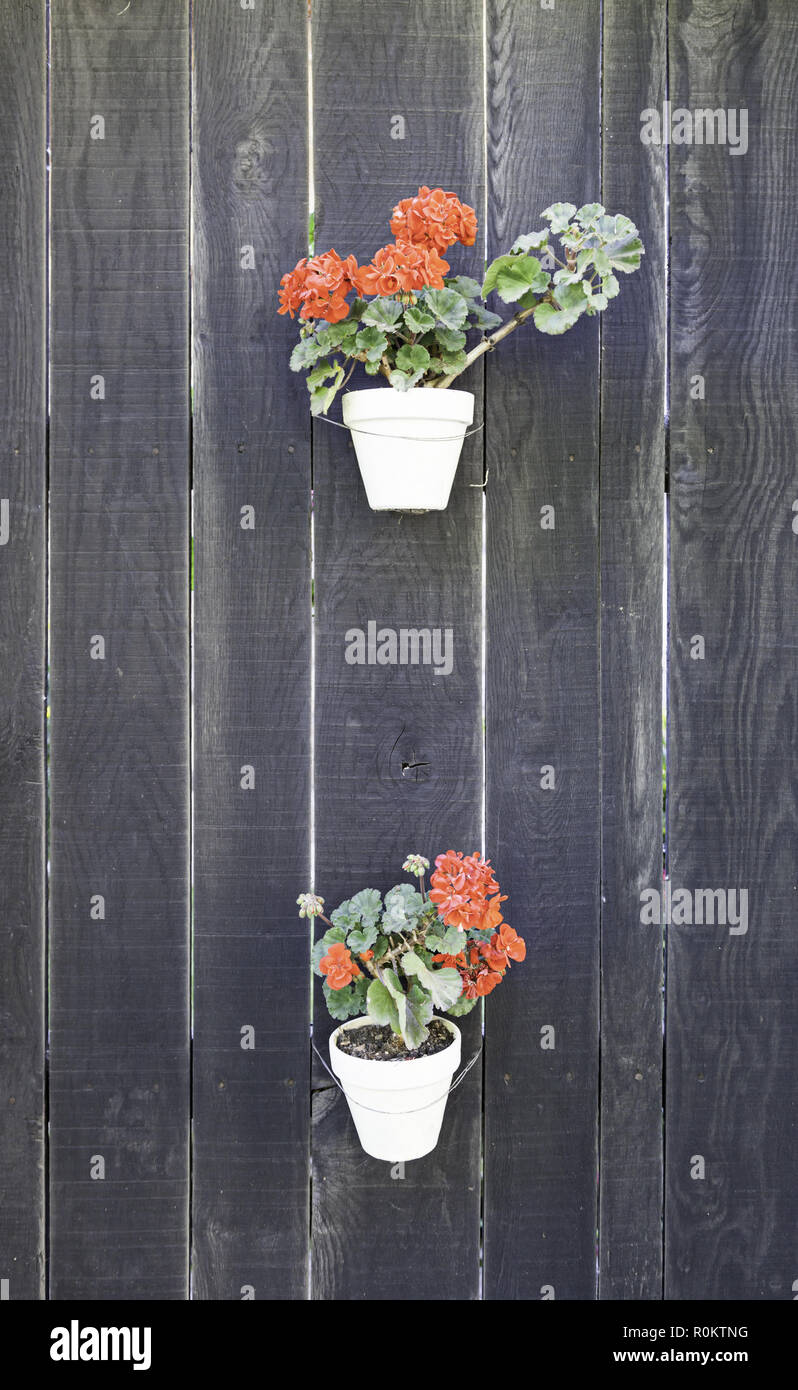 Colorful potted plants, detail of a street plants, decorations and colors Stock Photo