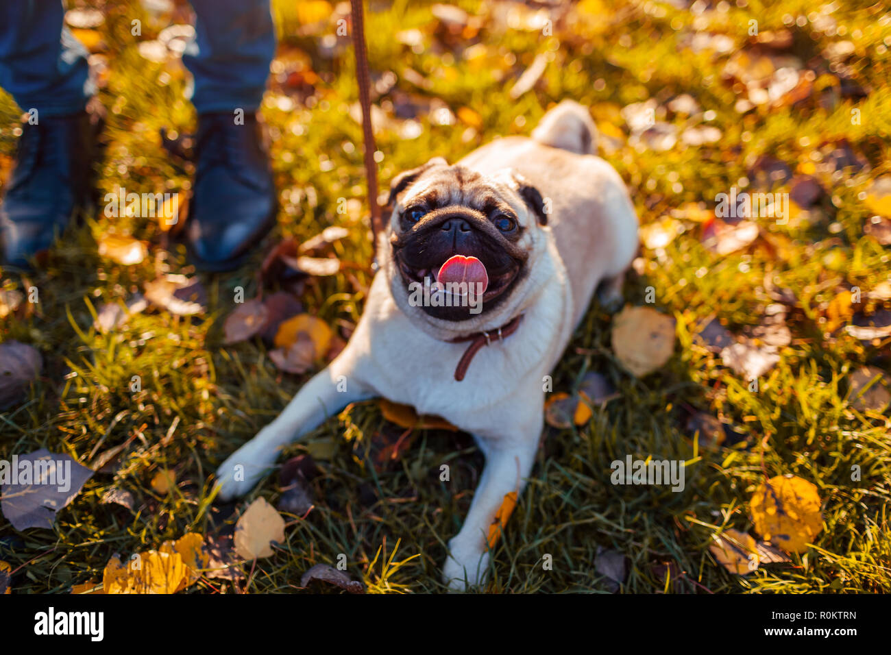 Master walking pug dog in autumn park. Happy puppy sitting on grass by man's legs. Dog resting outdoors Stock Photo
