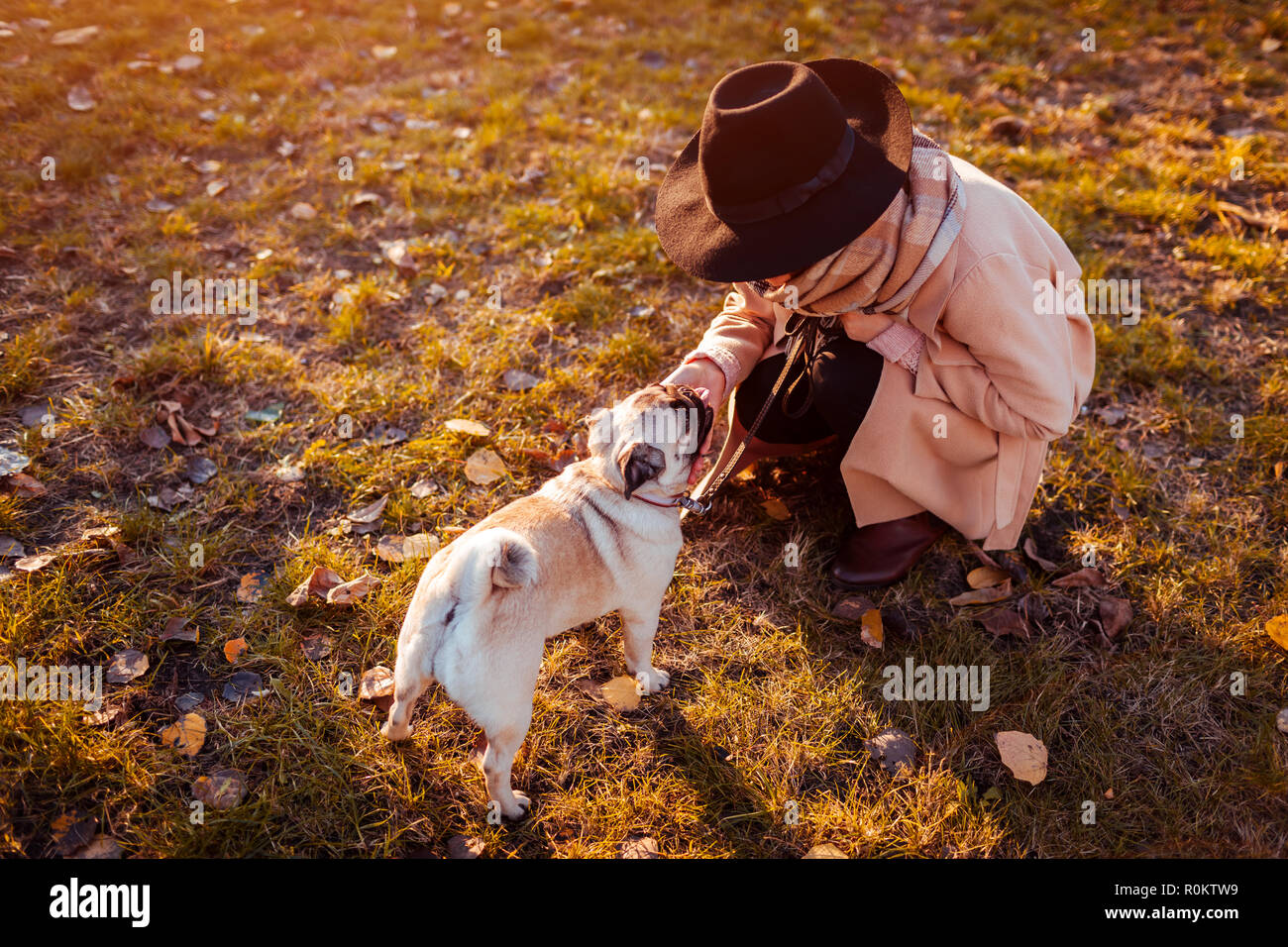 Master walking pug dog in autumn park. Woman petting puppy. Stock Photo