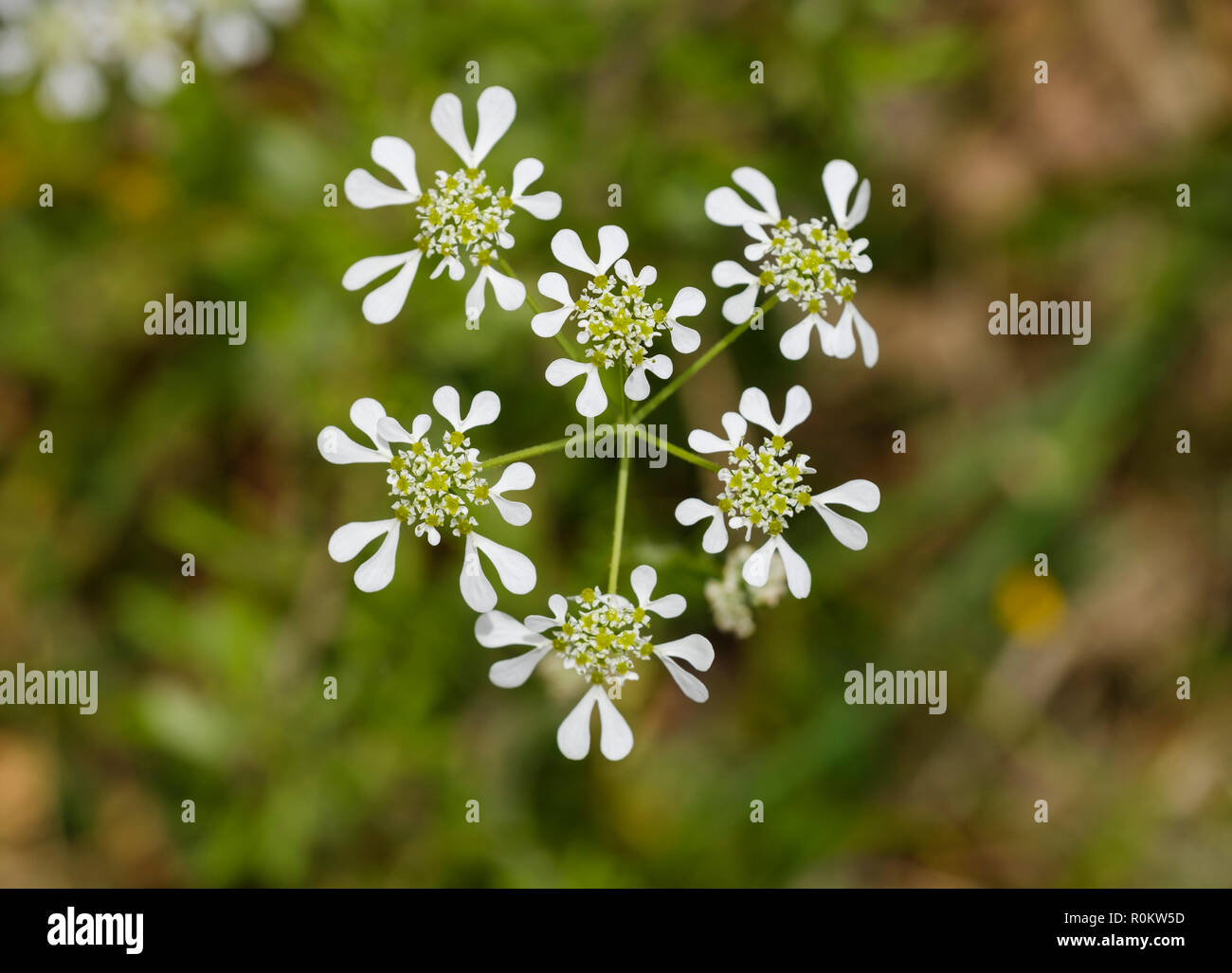 Mediterranean hartwort (Tordylium apulum), Albania Stock Photo