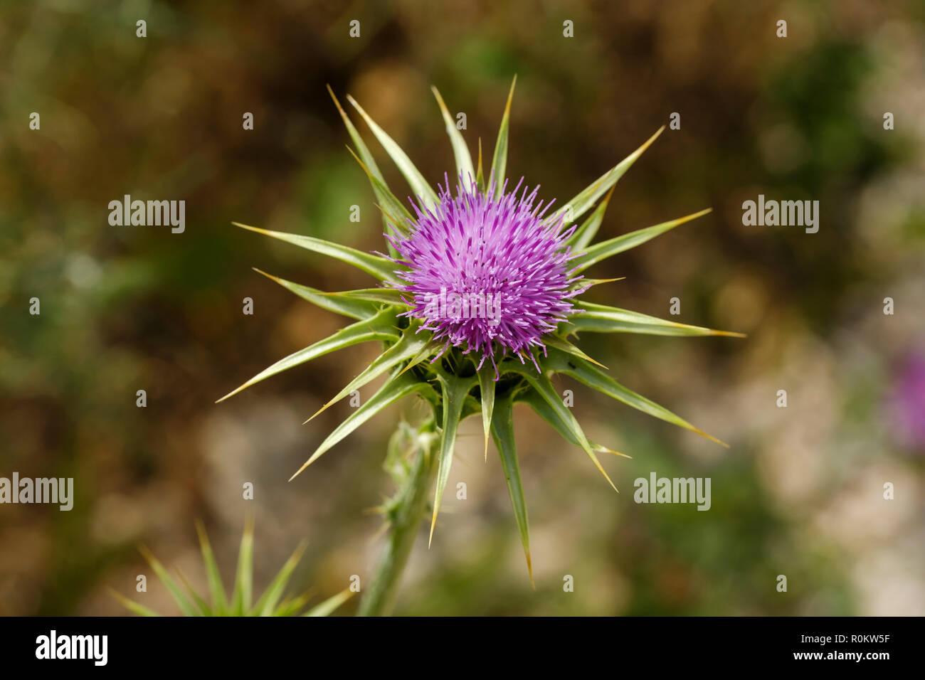 Flower of Carduus marianus (Silybum marianum), Qark Vlora, Albania Stock Photo