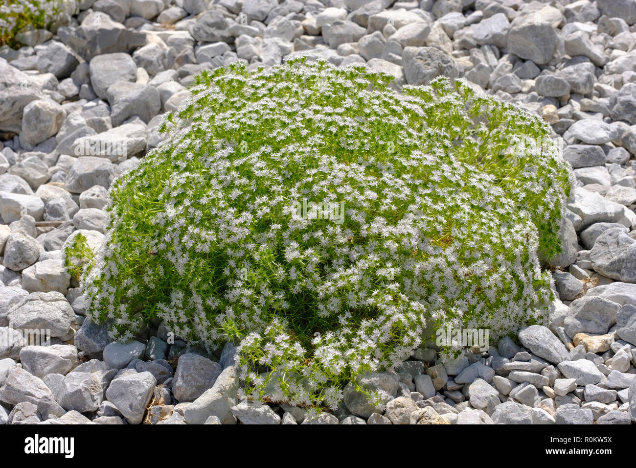 Drypis spinosa (Drypis spinosa), Valbona National Park, Albanian Alps, Qark Kukes, Albania Stock Photo