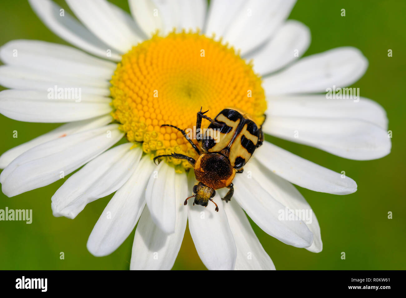 Bee beetle (Trichius fasciatus), on flower of Ox-eye daisy (Leucanthemum vulgare), Valbona National Park, Albanian Alps, Albania Stock Photo