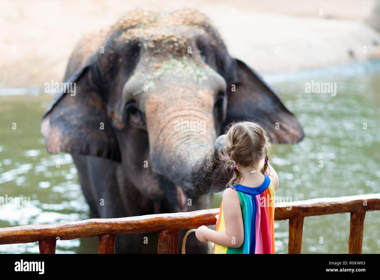 Family feeding elephant in zoo. Children feed Asian elephants in
