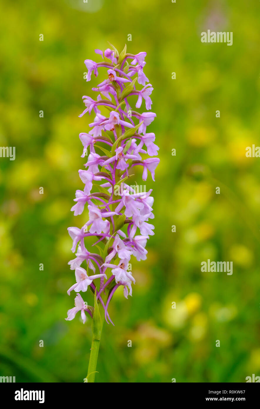Fragrant orchid (Gymnadenia conopsea), Albanian Alps, Albania Stock Photo