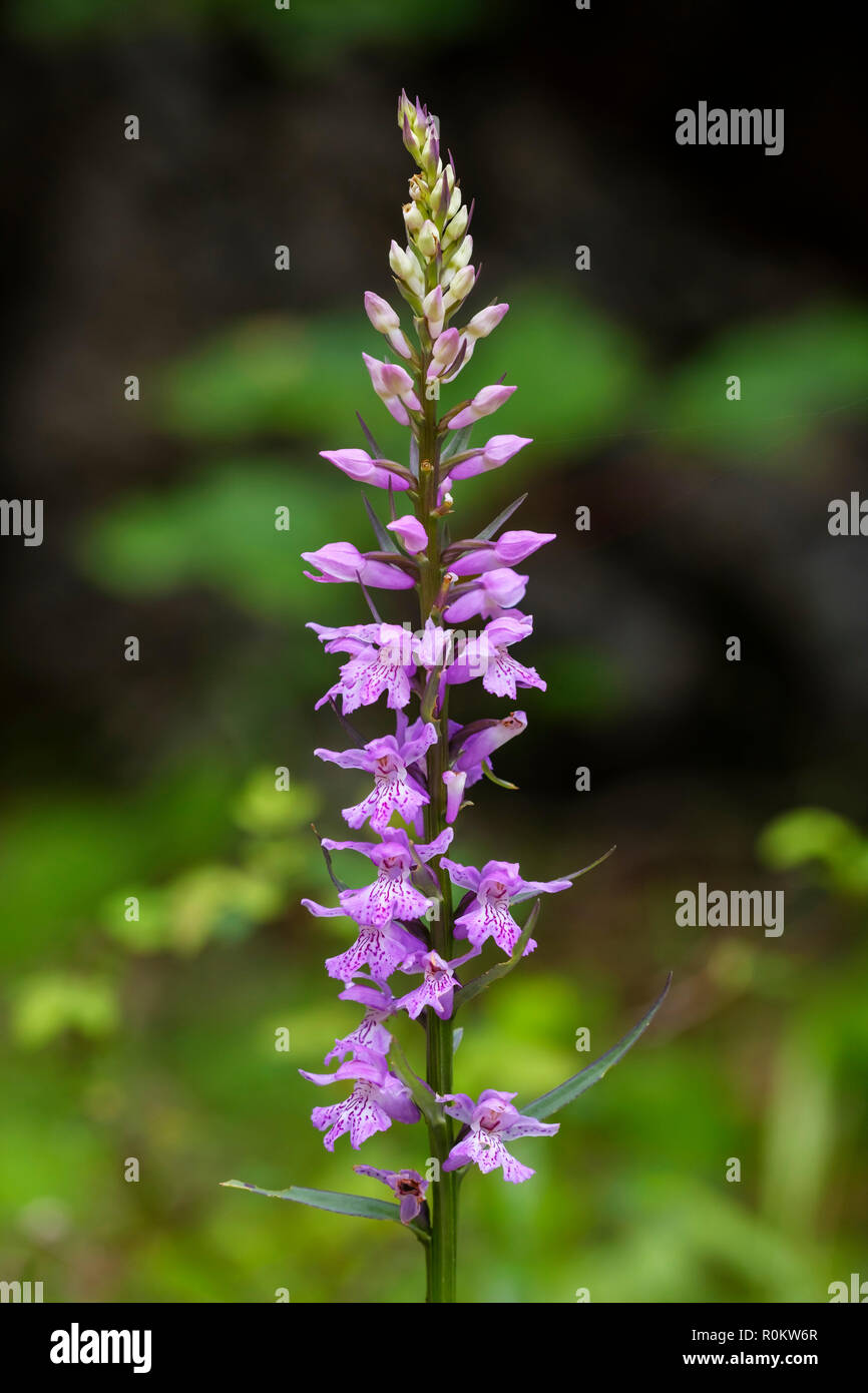 Sack-carrying Dactylorhiza (Dactylorhiza saccifera), Theth National Park, Albanian Alps, Albania Stock Photo