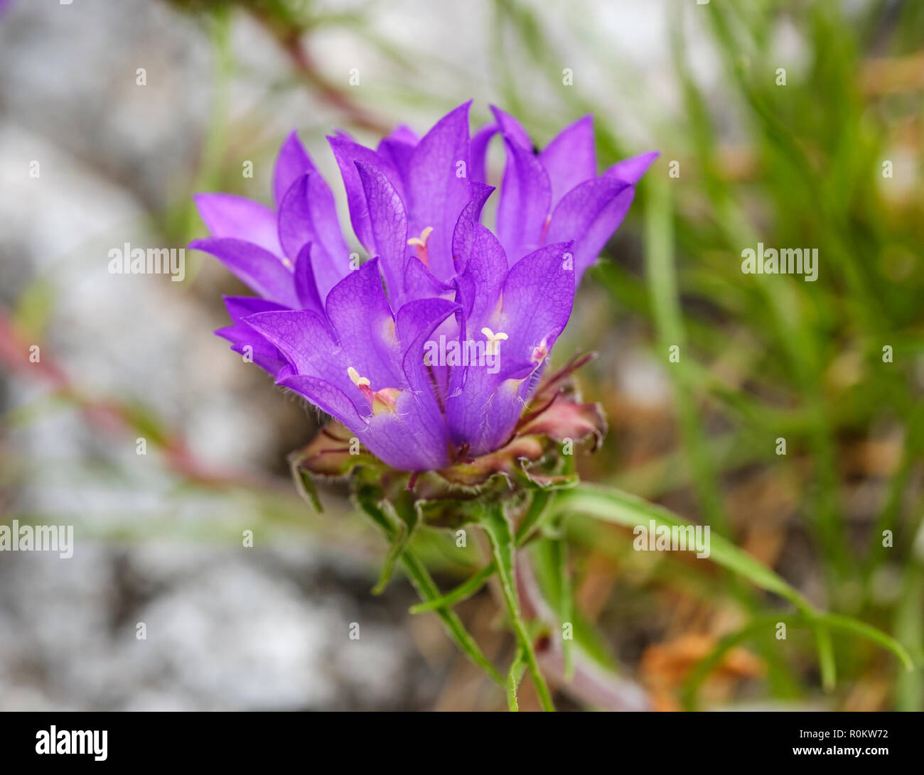 Edraianthus serpyllifolius (Edraianthus graminifolius), flowering, Theth National Park, Albanian Alps, Albania Stock Photo