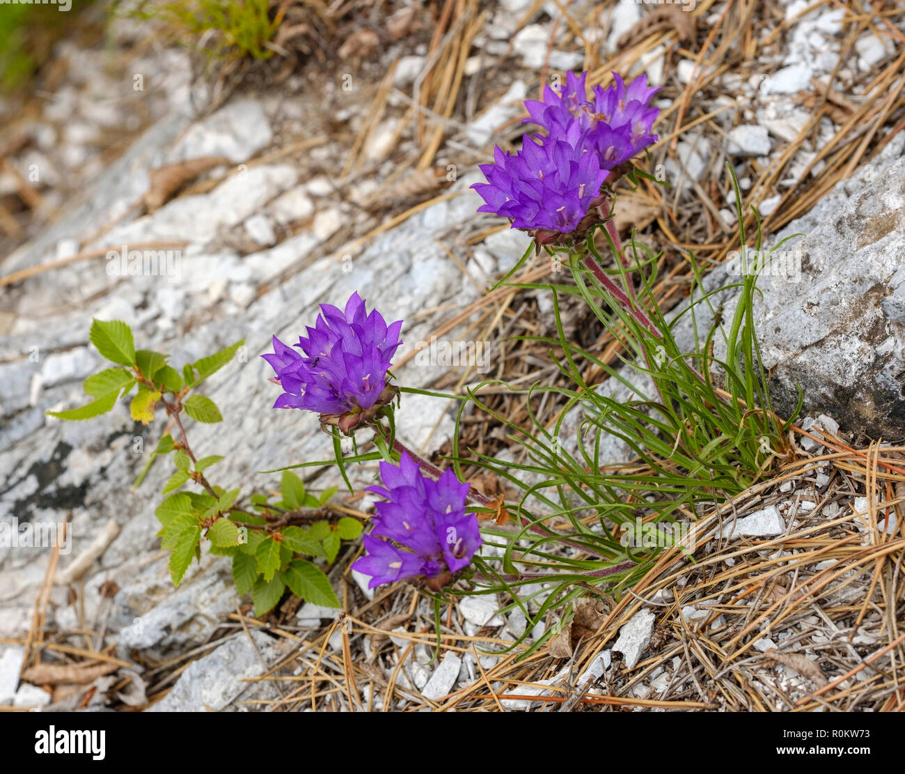 Edraianthus serpyllifolius (Edraianthus graminifolius) blooms on rock, Theth National Park, Albanian Alps, Albania Stock Photo