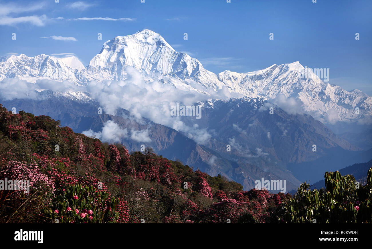 Stunning views of the valley blooming rhododendrons in the background of snowy peaks of the Himalayas. Poon heal Stock Photo