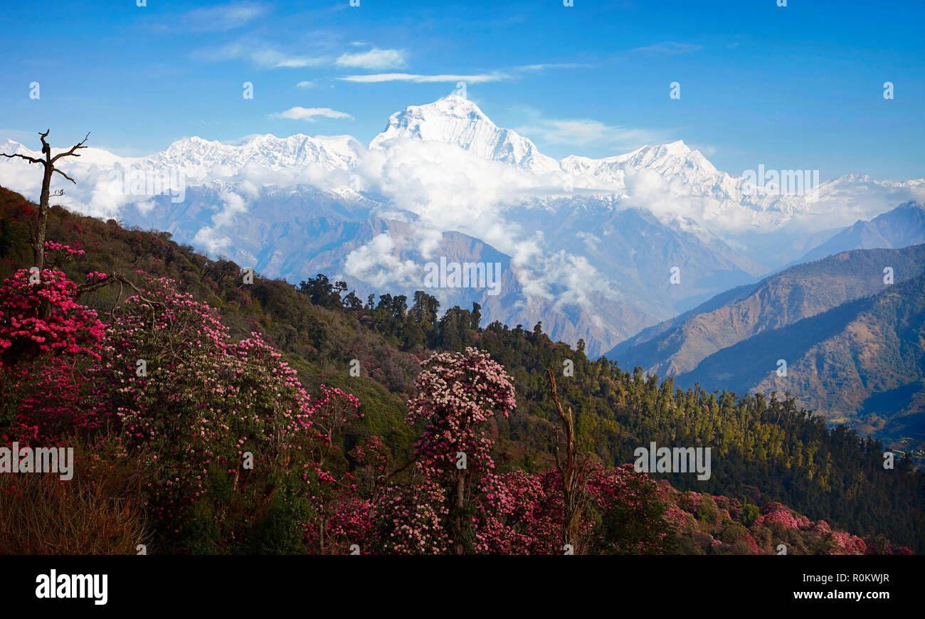 Stunning views of the valley blooming rhododendrons in the background of snowy peaks of the Himalayas. Poon heal Stock Photo