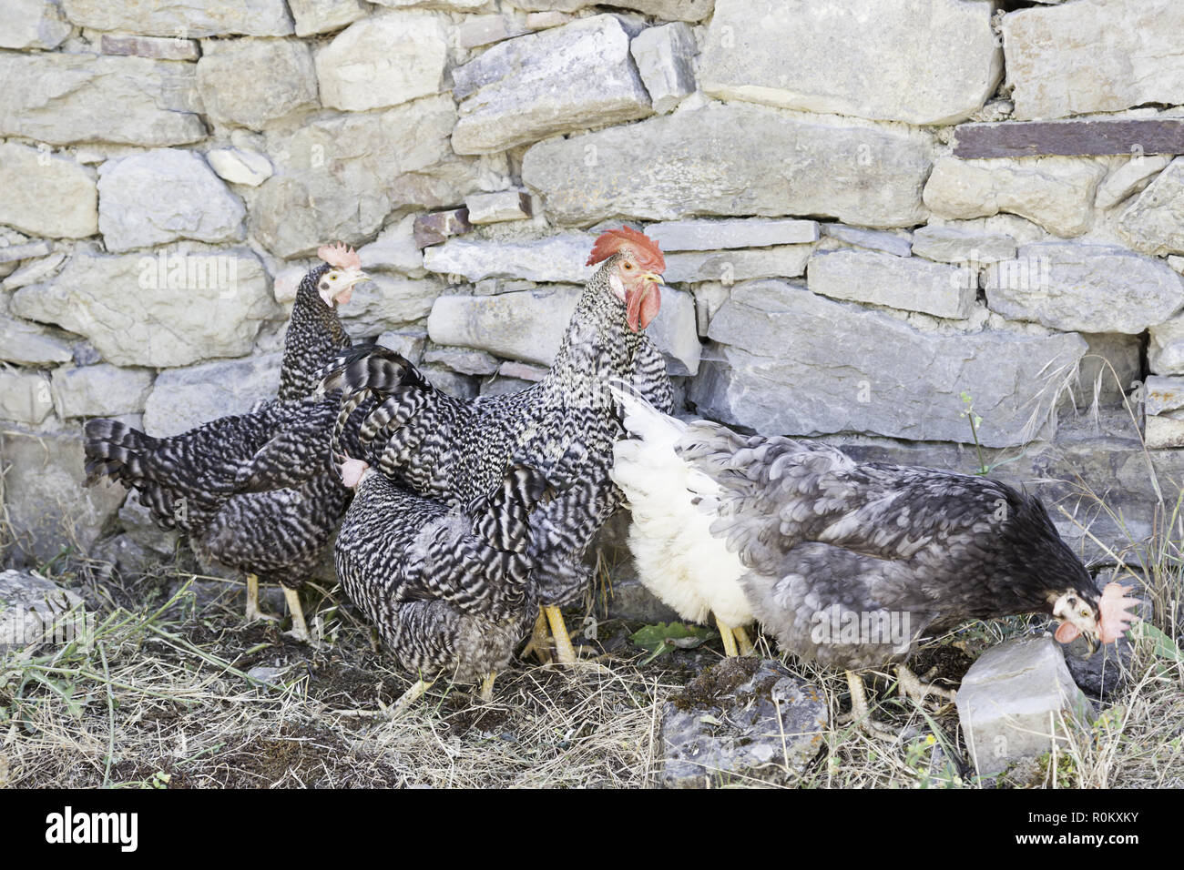 Chickens on a farm detail about animals on a farm in Spain, animal breeding  and reproduction Stock Photo - Alamy