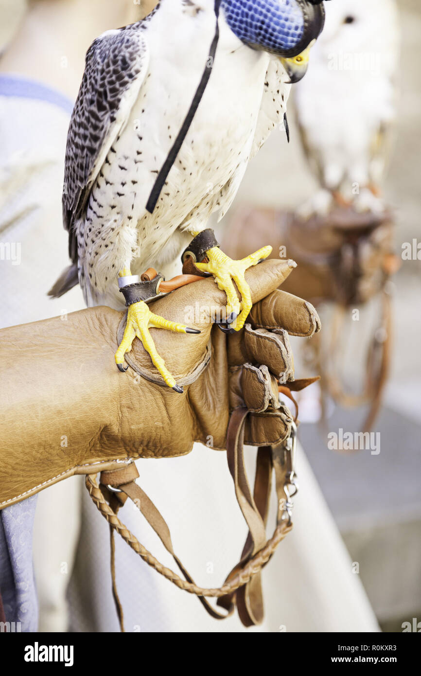Trained Raptors Falcon falconry, detail of a trained raptor aver, animal dangerous ...