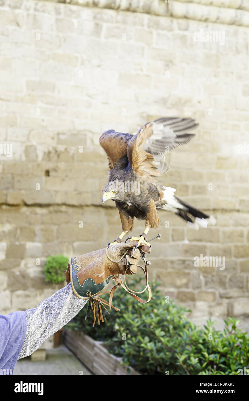 Eagle tamed, detail from a wild raptor trained for shows Stock Photo Alamy