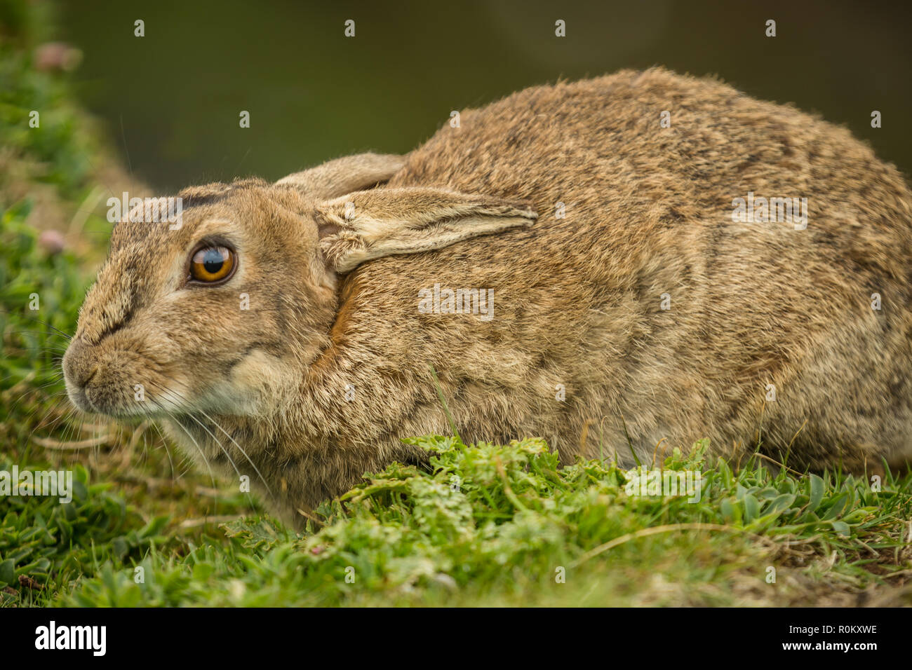 Rabbit, large, wild, adult rabbit in natural habitat on the Island of