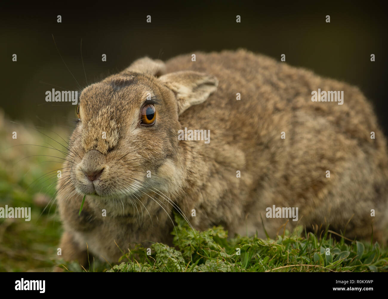 Rabbit, large, wild, adult rabbit in natural habitat on the Island of Lunga, Scotland, UK.  Facing left. Scientific name: Oryctolagus cuniculus Stock Photo