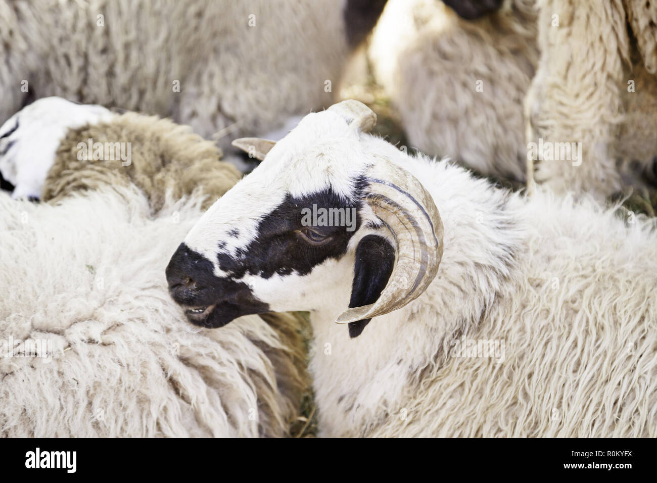 Goat in captivity, detail of an exhibition at a trade livestock, wool