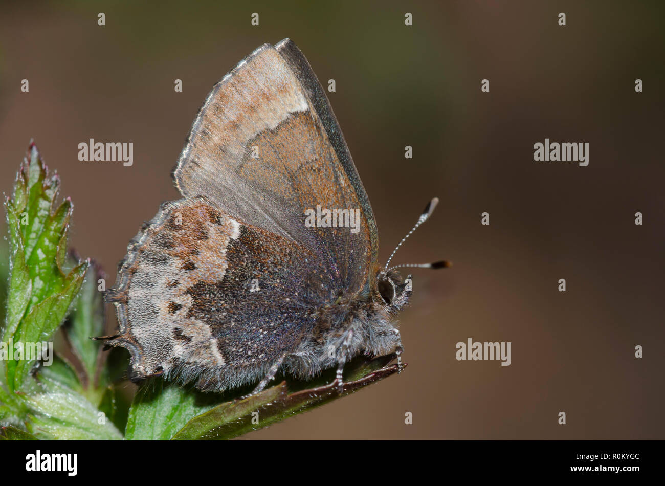 Henry's Elfin, Callophrys henrici, in crosstimbers habitat in central ...