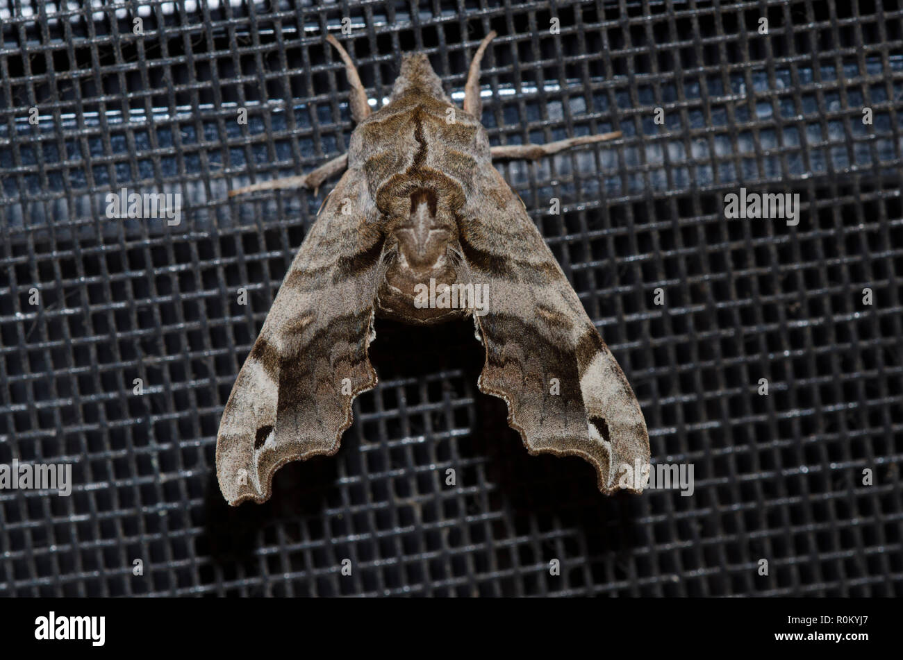 Pictures Of Large Moths In Michigan