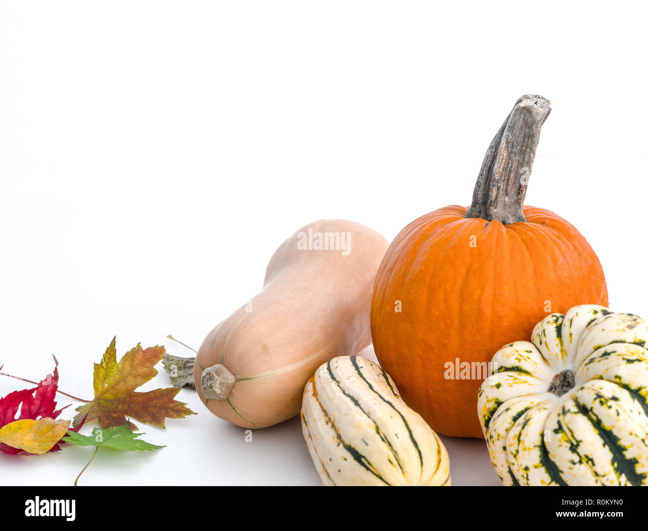 A beautiful fall or thanksgiving background with several varieties of squash including butternut, sweet dumpling, and delicata, and an orange pumpkin  Stock Photo