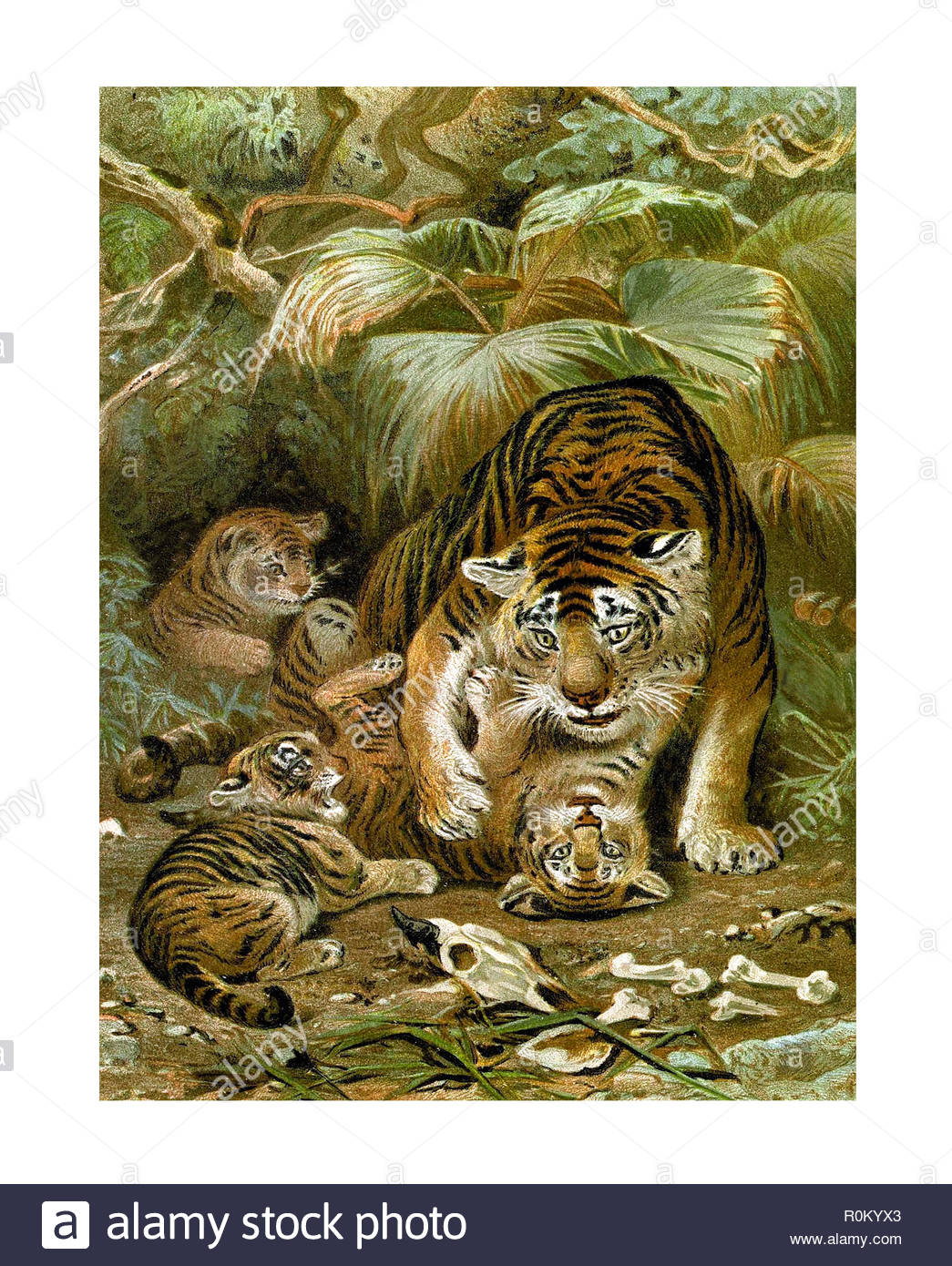 Caspian Tiger High Resolution Stock Photography and Images - Alamy