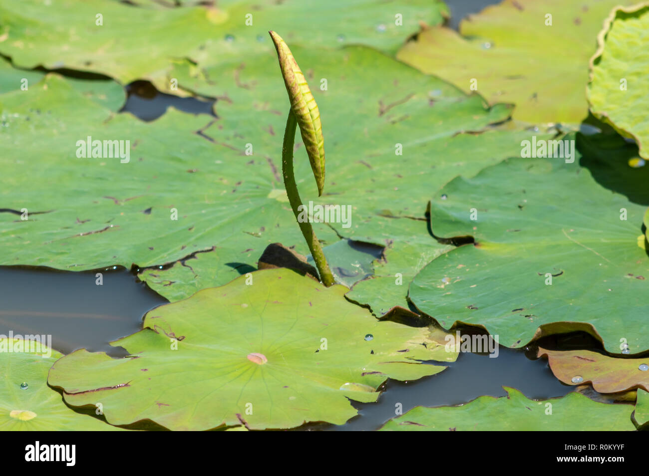 Water Lilly (Nymphaeaceae) with Green Leaves on a Small Pond Stock Photo