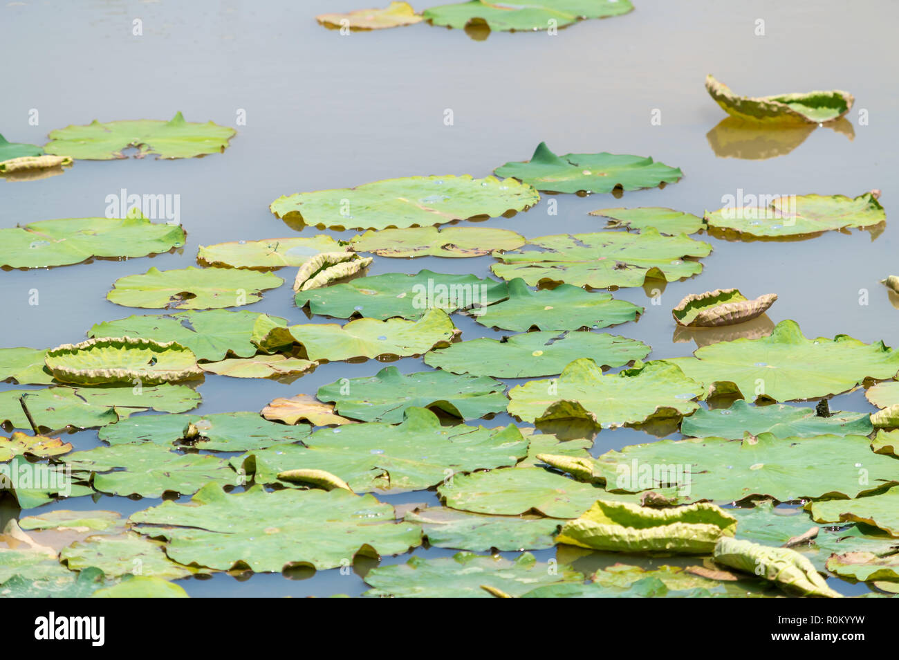 Green Leaves floating on a Small Pond Stock Photo
