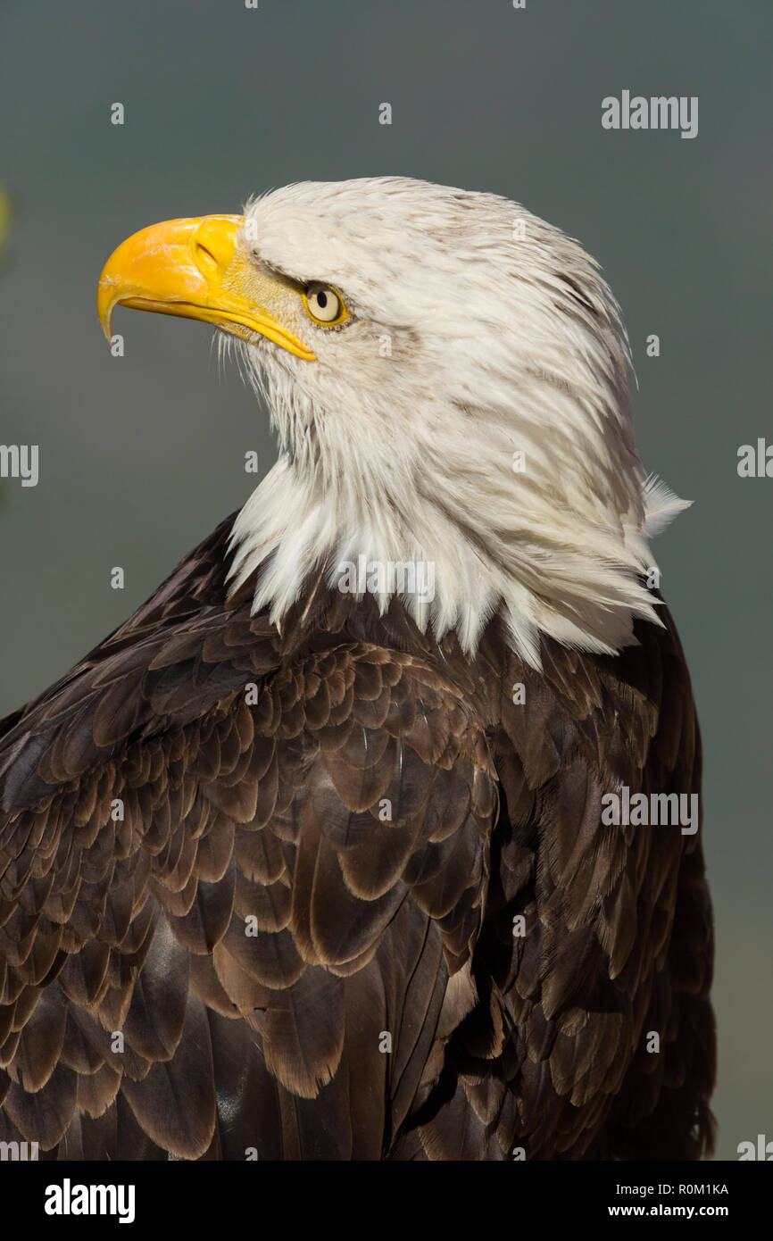 The bald eagle is the national bird of the United States of America Stock Photo